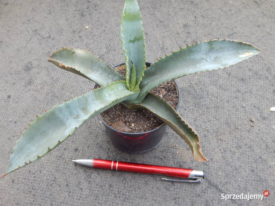 Agawa marmurowa agave marmorata ostatnia małopolskie Kraków