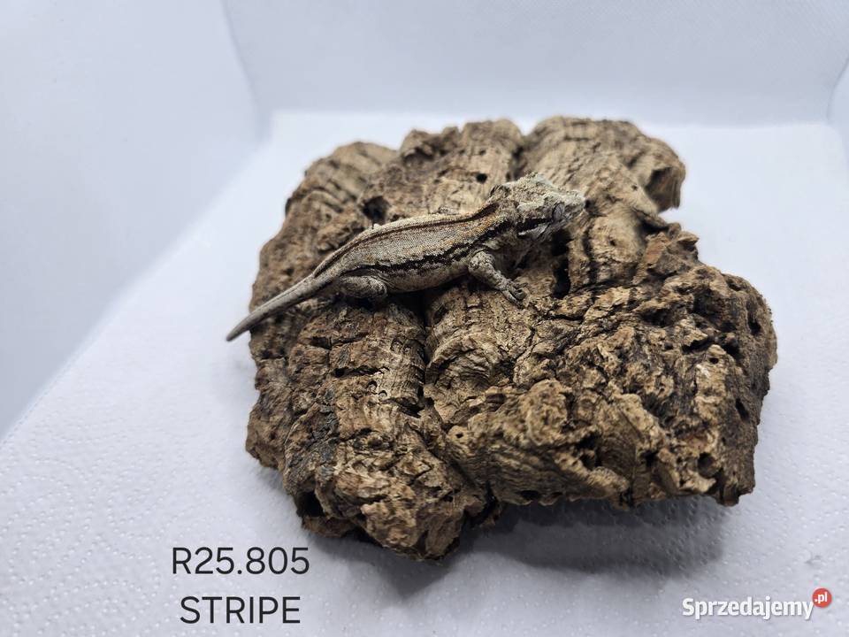 Gekony gargulcowe Gady i płazy Zawiercie