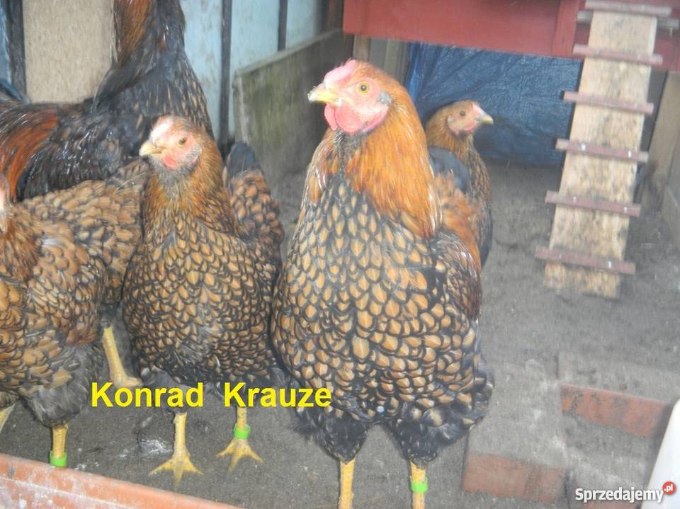 Kochin Olbrzymi różne kolory czysto rasowe młode Konin