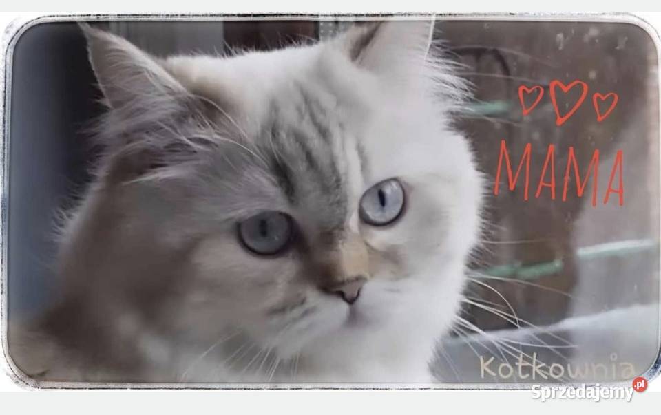 Kotek brytyjski długowłosy Słodziak Jełowa sprzedam