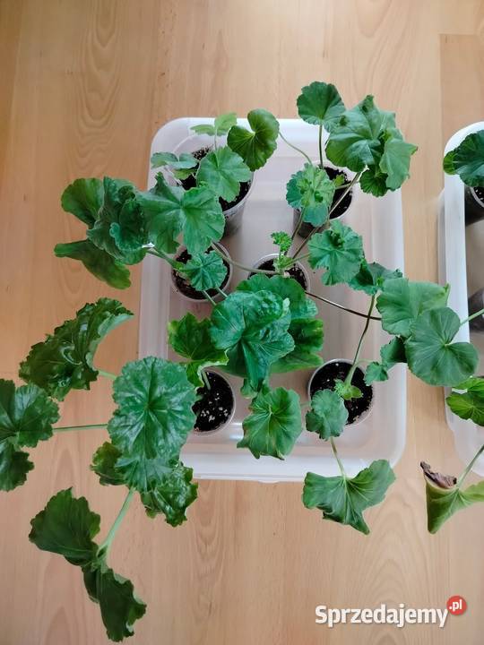 Sadzonki pelargonii kolekcjonerskie zachodniopomorskie Koszalin