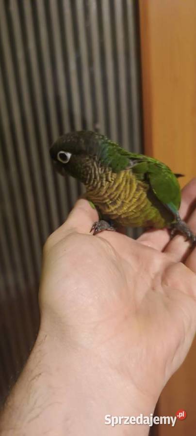 Papugi ręcznie karmione rudosterki śląskie Tychy sprzedam