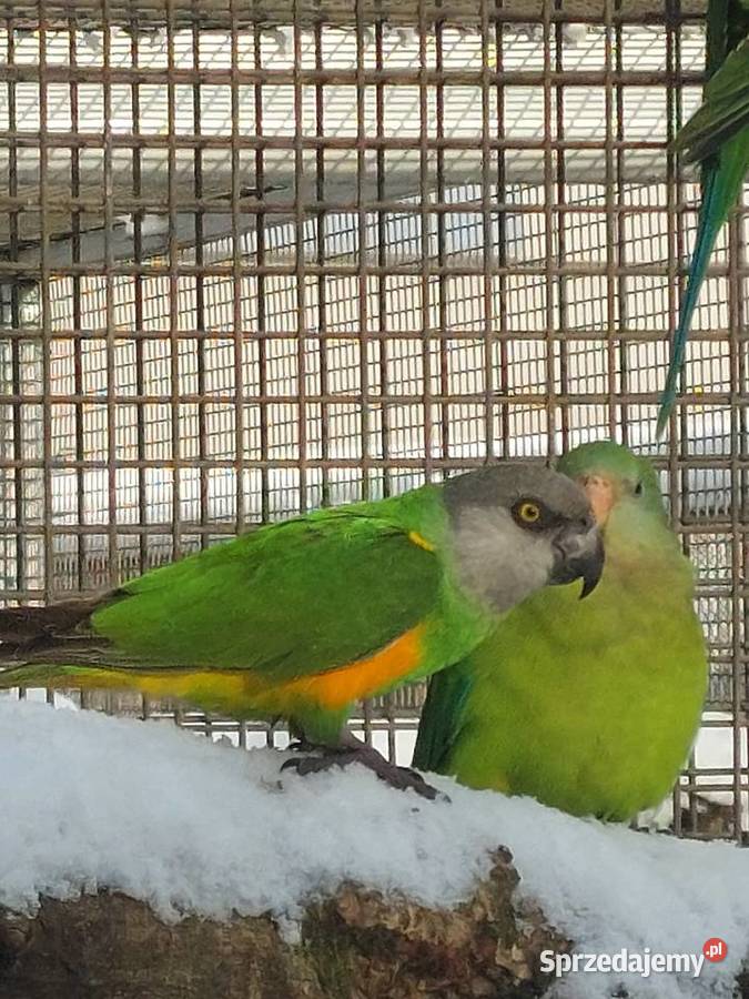 Sprzedam papugi.