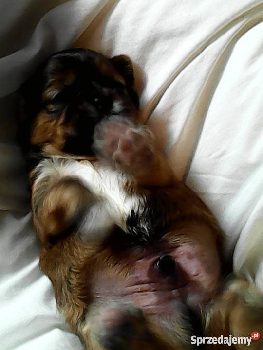 Szczeniaki shih tzu zachodniopomorskie Stargard Szczeciński