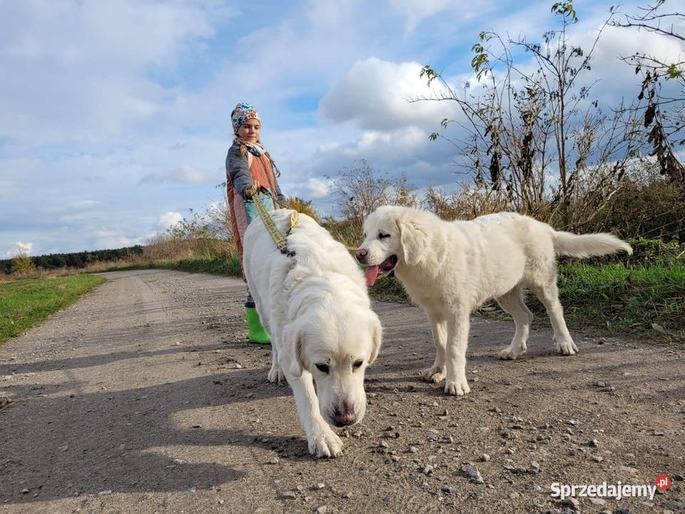 OWCZAREK PODHALAŃSKI Owczarek Łuków