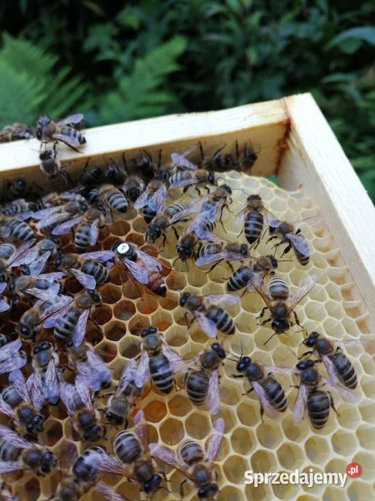 Matki pszczele Nieska Primorski VSH Elgon Tarnów