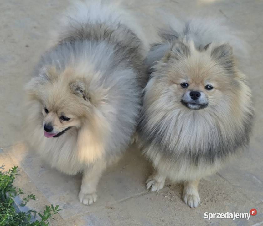 Pomeranian szpic miniaturowy zkwp FCI Piątkowisko