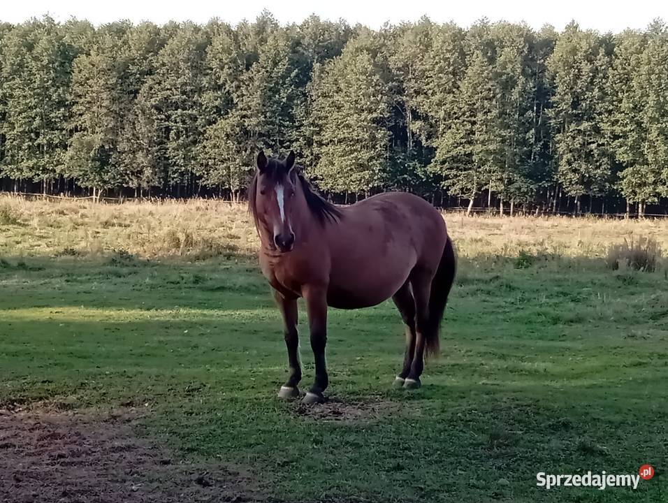 Sprzedam klacz Pogrubianą Radawa