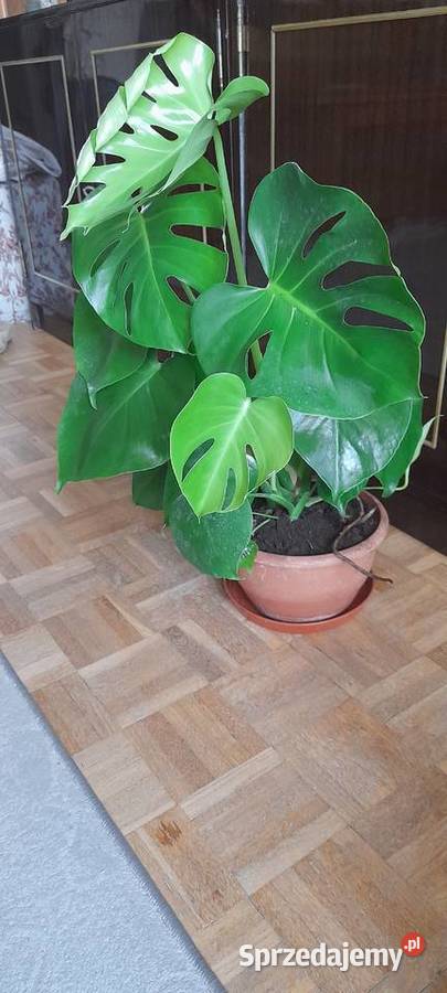Monstera roślina doniczkowa Warszawa sprzedam