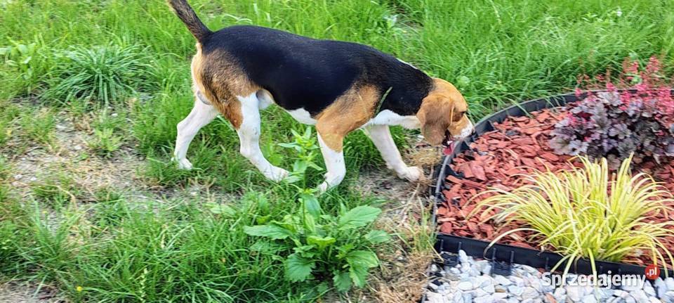 Beagl 3 letni piesek szuka nowej rodziny Radomsko
