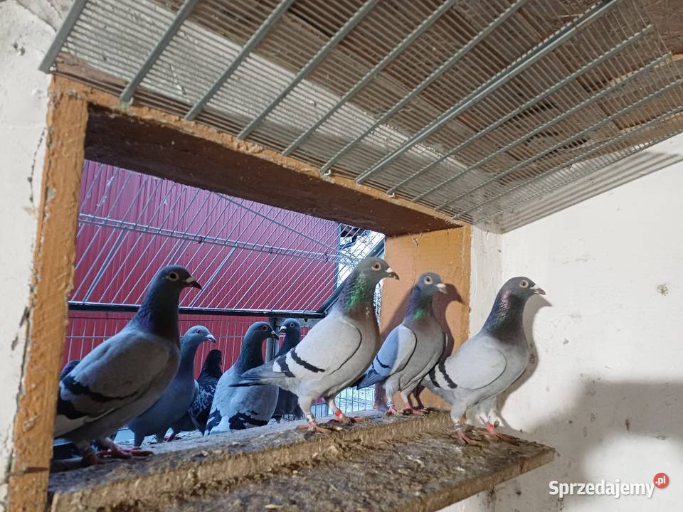 Gołębie Pocztowe likwidacja hodowli Wejsce