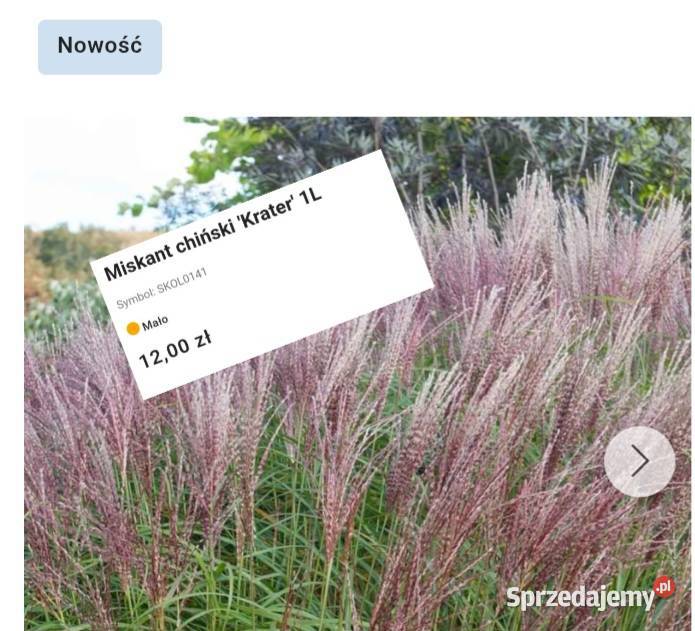 Jesienne promocje na roślinki Hortensje trawy Węgierska Górka