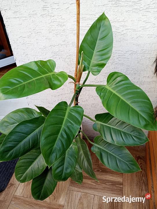 Philodendron Imperial Green duża zdrowa roślina Częstochowa