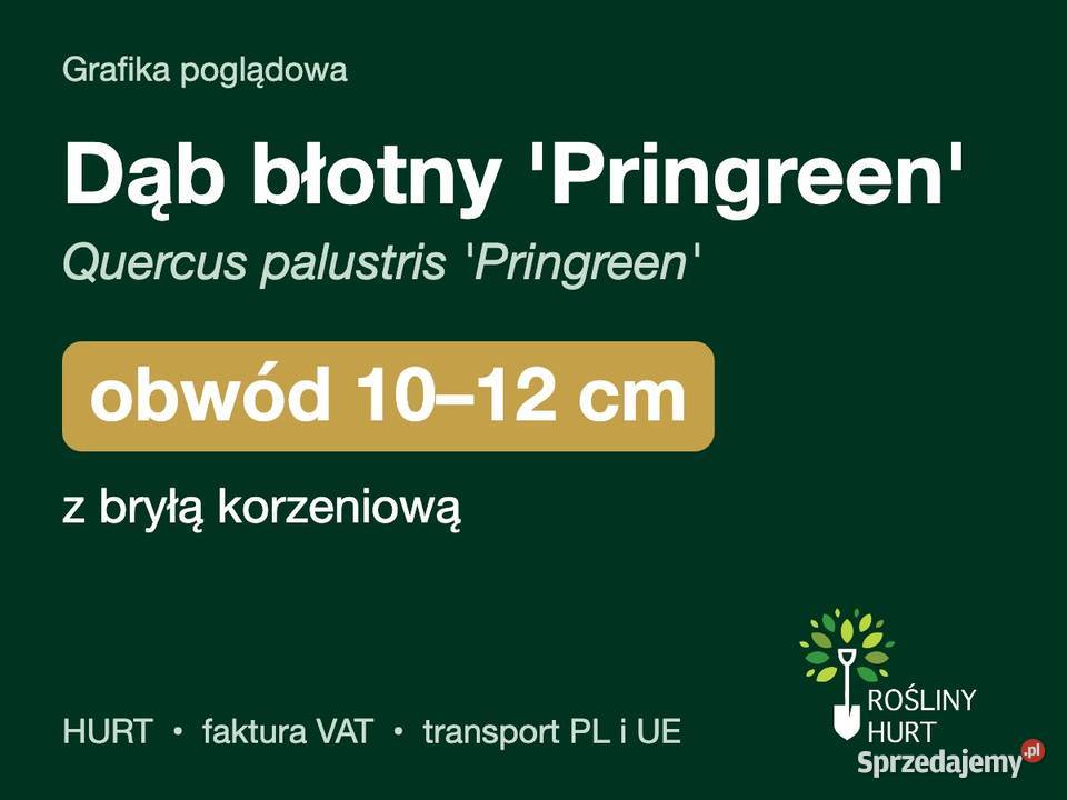 Dąb błotny Pringreen obwód 1012 z bryłą HURT