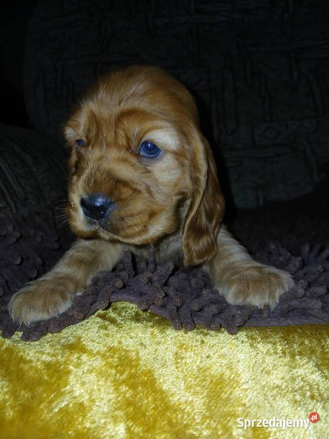 Śliczne Szczenięta Cocker Spaniel Angielski Sieradz