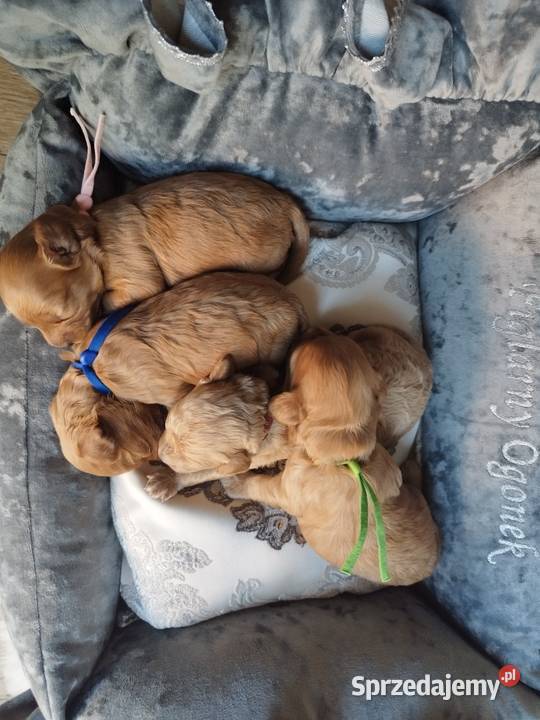 Cavapoo f1b sprzedam