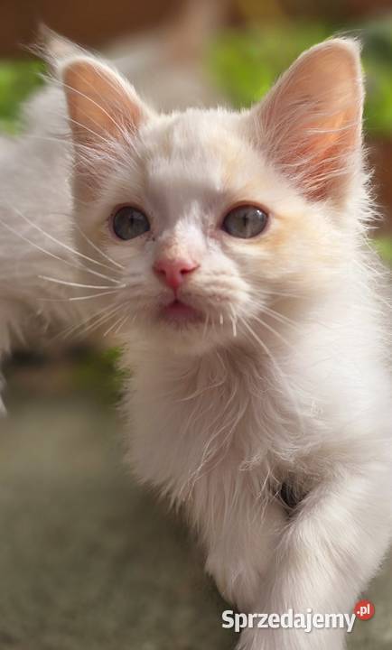Ragdoll cherubim cremowy cynamonowy Ragdoll Zielona Góra