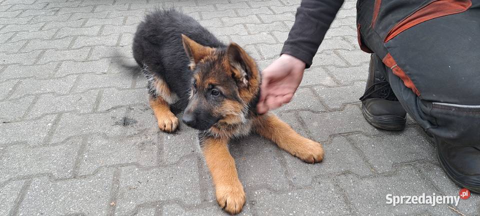 Szeniaki owczarek niemiecki Owczarek Zębowice sprzedam