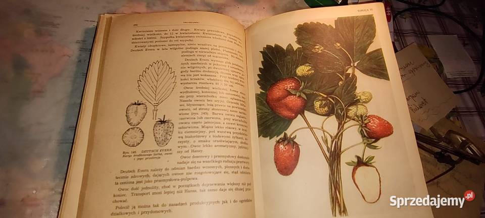 Pomologia Polska 1952 podkarpackie Przemyśl