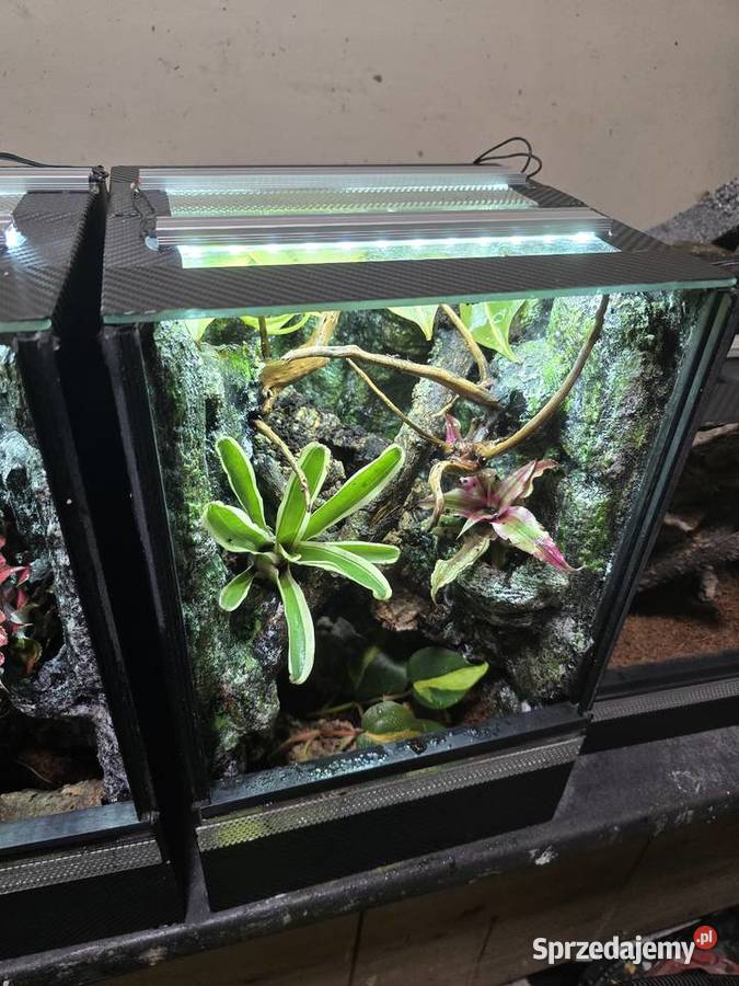 Terrarium tropikalne 25x25x40 z gekonami Gady i płazy Ostrów Wielkopolski sprzedam