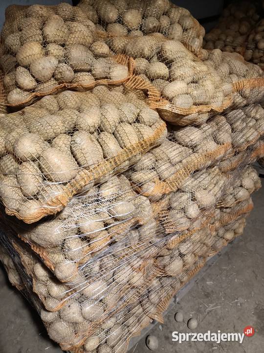 Ziemniaki Jadalny Piwonia Lord Soraya Warzywa Bielsko-Biała