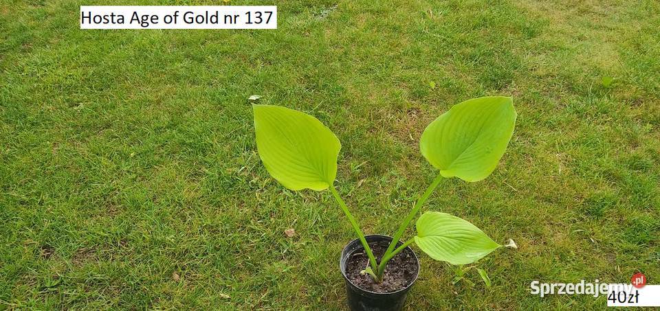 Hosta Stiletto Opole