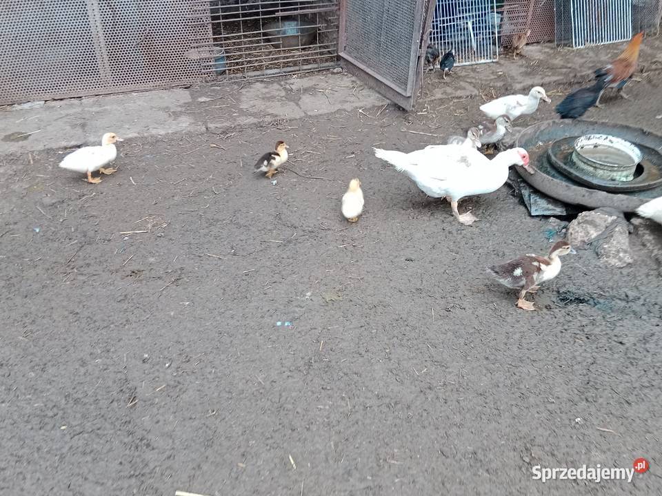 Kaczki 2 tygodniowe wysyłka Nasiechowice sprzedam