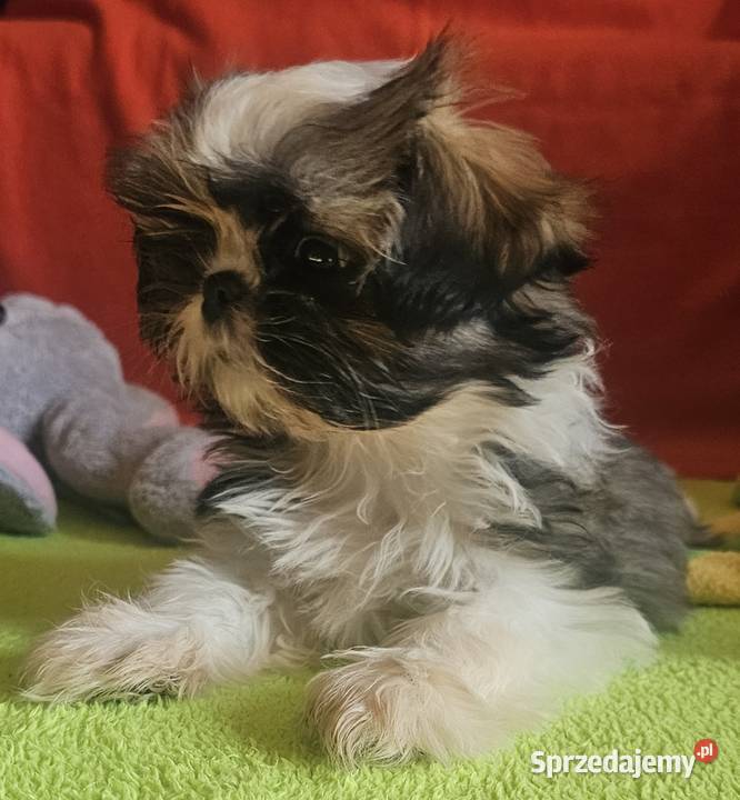 Shih Tzu dziewczynki Częstochowa sprzedam