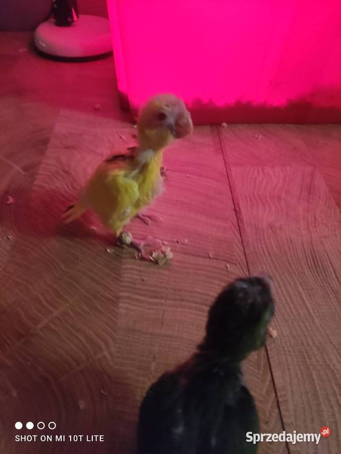 Ręcznie karmione papużki Modrolotki sprzedam Zgierz sprzedam