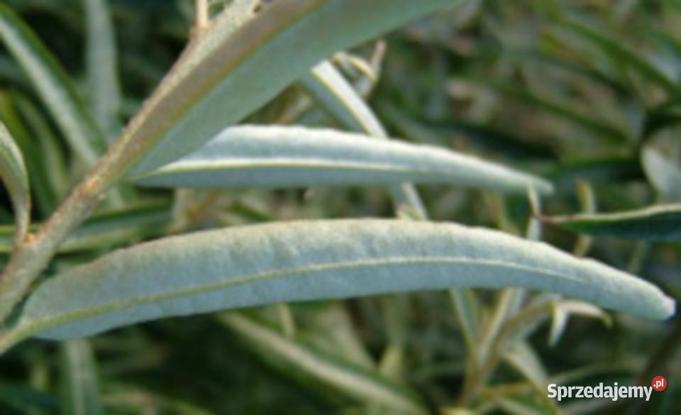 ROKITNIK LECZNICZY Hippophae rhamnoides NASIONA Lubanie