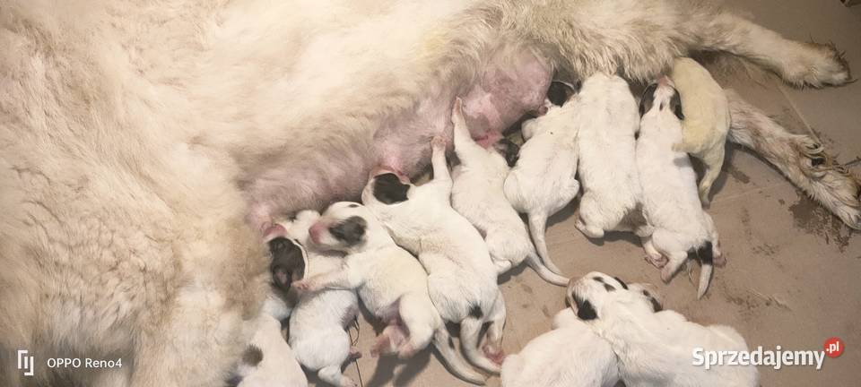 Berneński pies pasterski Pirenejski pies górski Żukowo