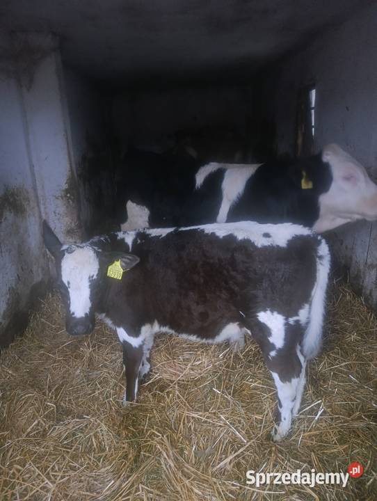 Sprzedam jaloweczke białogrzbietka dwu Pozostałe Hrubieszów