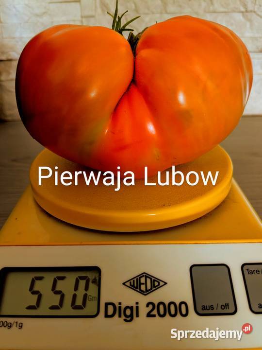 Cudo Ziemi Aly Mustang Pomidor nasiona pokarm Kraków sprzedam
