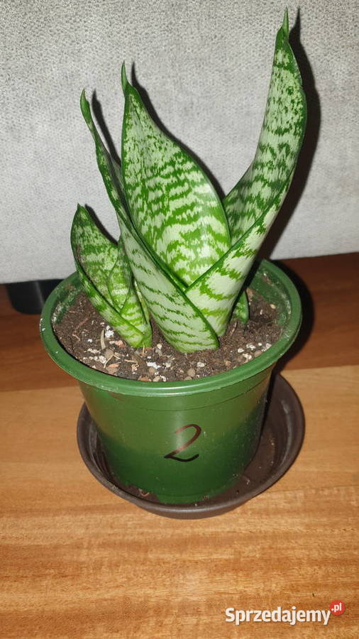Sansewieriasansa 2 rosnąca Warszawa