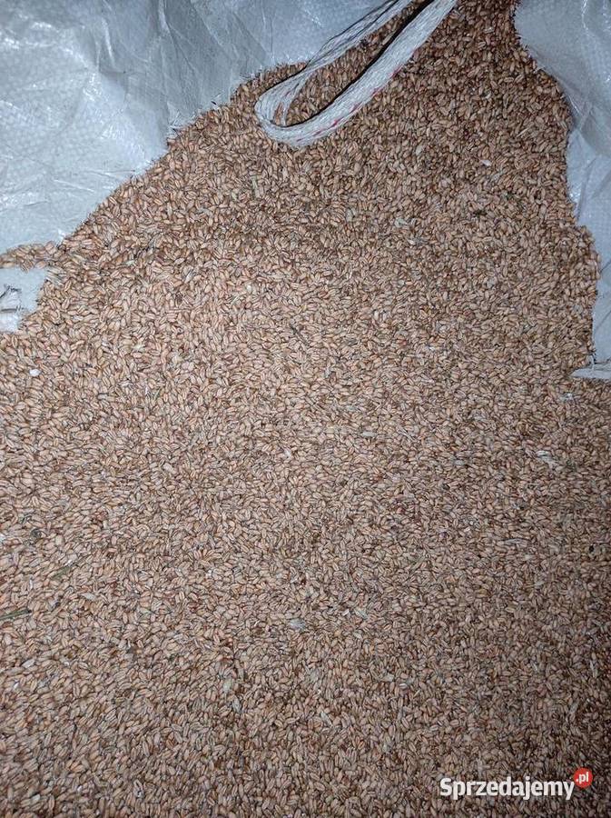 Pszenica Karczmiska Drugie