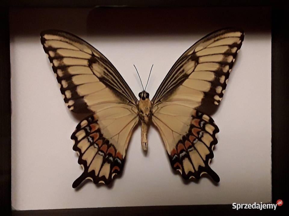 Motyl w ramce 15 x 12 Papilio astyalus 95 mm Szczecin