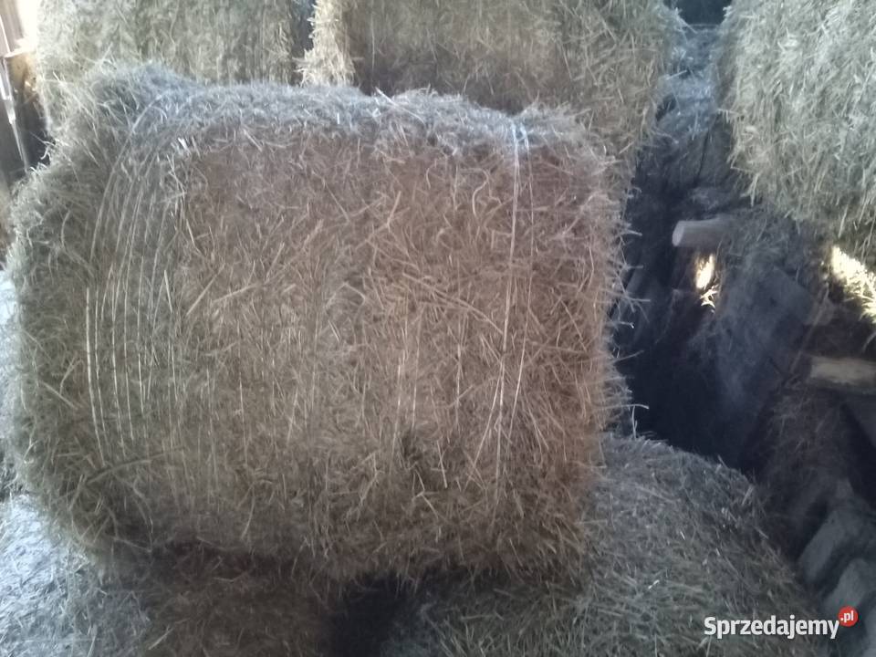 Siano bele 120x80 120x120 słoma 120x80 Lipno