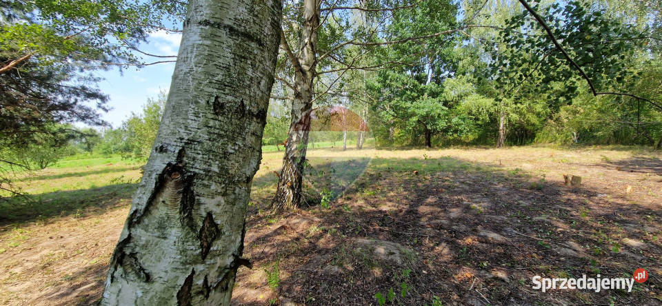 Działka z potencjałem budowlanym 1426 m Bielicha