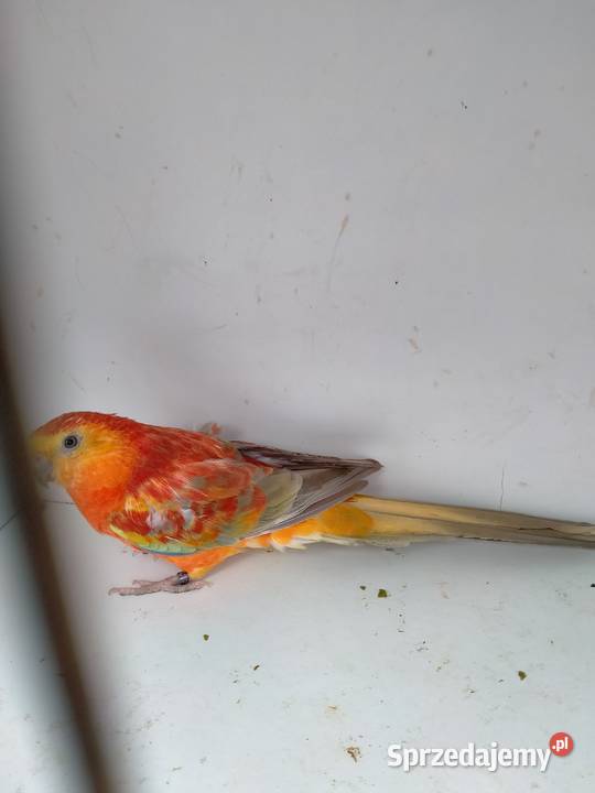 Świergotki Oranżowe