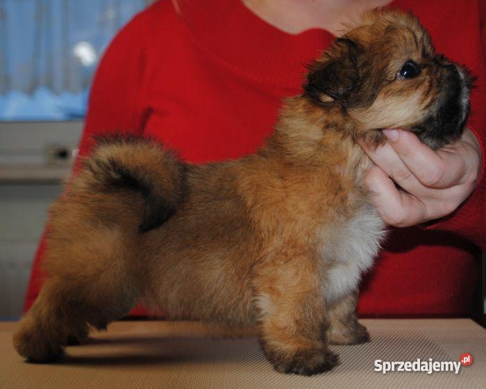 rodowodowe LHASA APSO kuzyn Shih tzu śląskie Gliwice