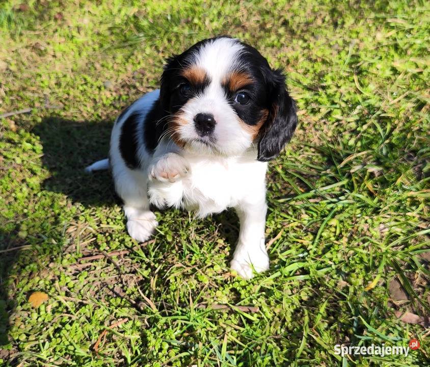 szczenięta cavalier k ch spaniel podkarpackie Rzeszów