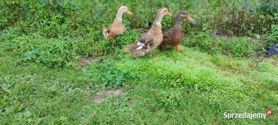 Kaczki staropolskie z 24 roku sprzedam