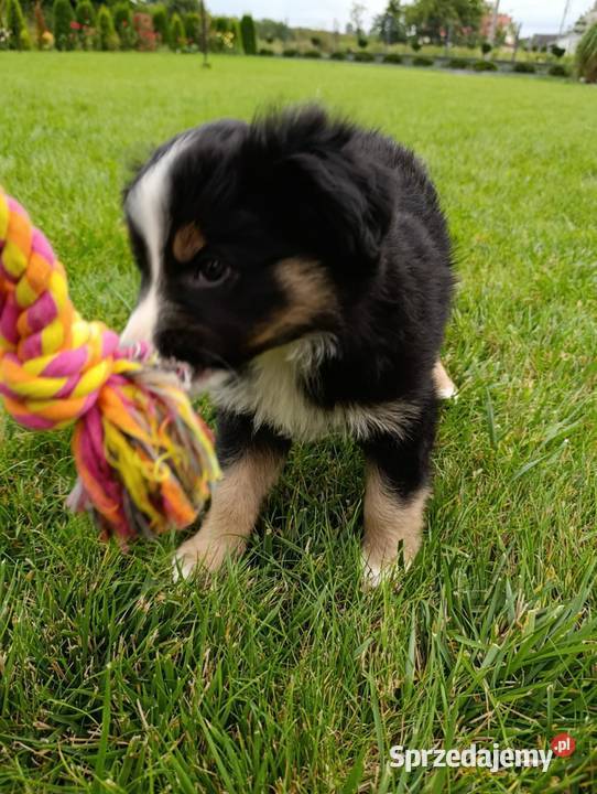 Piesek Border Collie Szczaworyż