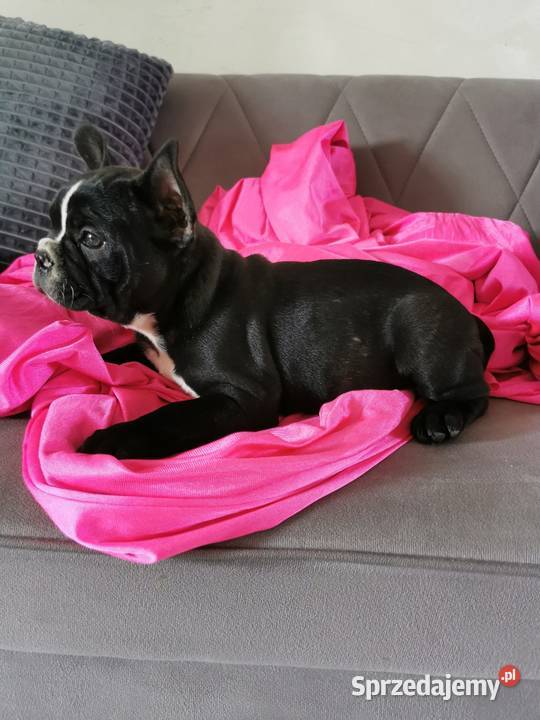 Buldog francuski kujawsko-pomorskie Chełmno sprzedam
