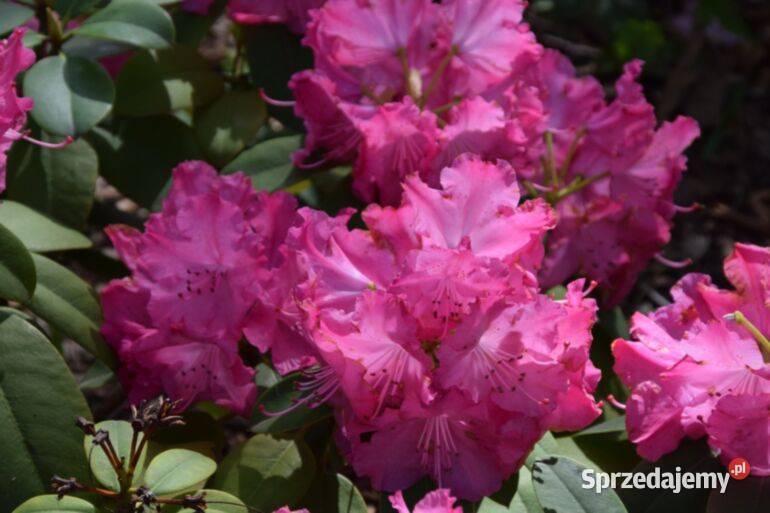Różanecznik Germania Rhododendron Germania C5 Liściaste sprzedam