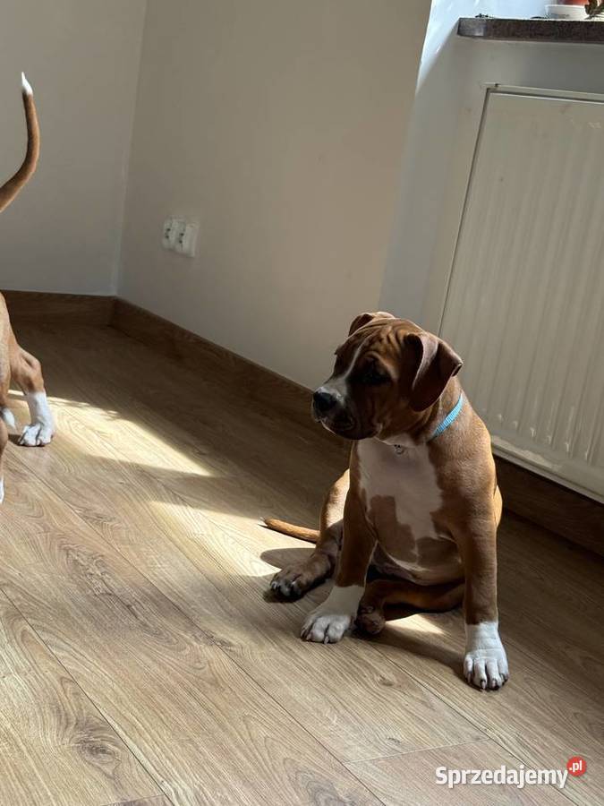 Amstaff FCI gotowy do odbioru Zwierzęta Gdańsk