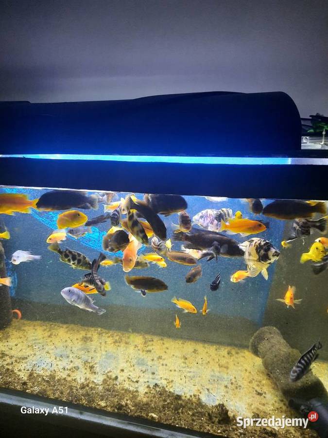 Pyszczaki malawi ponad 50 sztuk Ryby