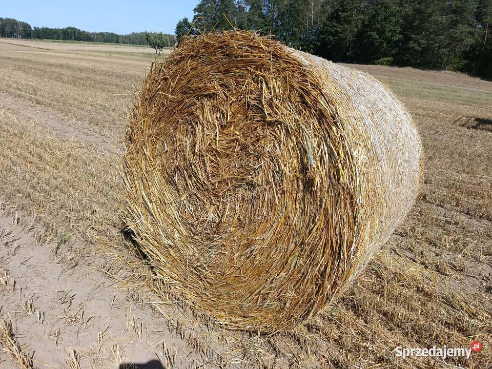 Słoma w belach rozmiar 130 Hornowo