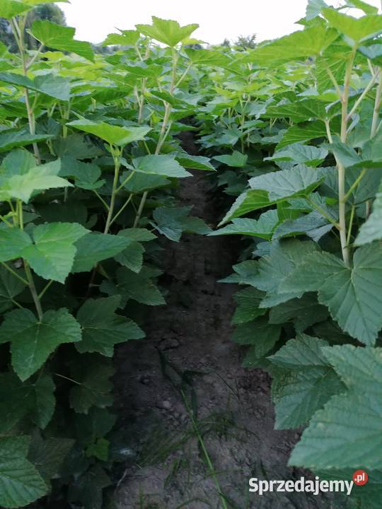 Sprzedam sadzonki porzeczki czarnej