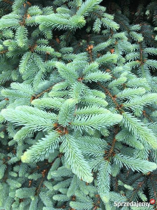 Świerk Srebrny Picea Pungens SADZONKI 4lata na Rośliny śląskie Rybnik sprzedam